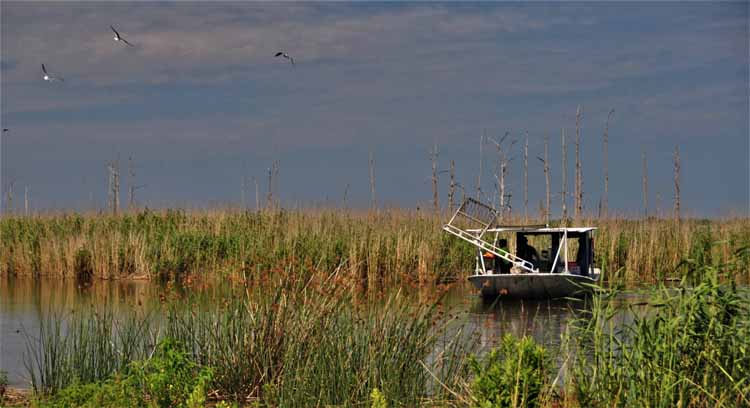 swamp boat